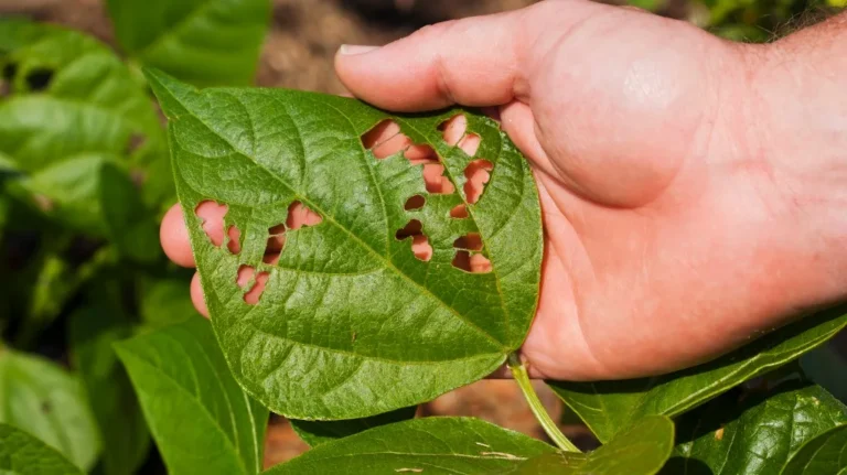 Close-up of a hand holding a green leaf with multiple holes caused by insect damage.